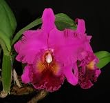 Blc Joy Tuggy