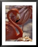Pink Flamingo in Ardastra Gardens and Zoo, Bahamas, Caribbean Styles Framed Art Poster Print by Greg Johnston, 25x31