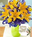 Sale Purely Spectacular by Proflowers