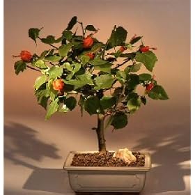 M&M BONSAI INDOOR RED FLOWERING DWARF HIBISCUS BONSAI TREE