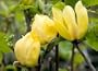 Yellow Bird Flowering Magnolia Tree Five Gallon