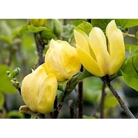 Yellow Bird Flowering Magnolia Tree Five Gallon by Plant Care