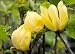 Yellow Bird Flowering Magnolia Tree Five Gallon