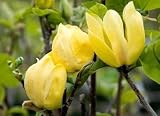 Yellow Bird Flowering Magnolia Tree -- 12 by 12 Inch Container