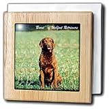 Chesapeake Bay Retriever - 6 Inch Tile Napkin Holder