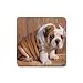 Bulldog Rubber Square Coaster (4 pack)