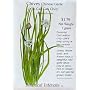Garlic Chives Seeds 400 Seeds
