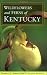 Wildflowers and Ferns of Kentucky