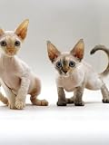 Domestic Cat, Two Tortoiseshell Devon Si-Rex Kittens Photographic Poster Print by Jane Burton, 12x16
