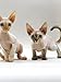 devon rex - Domestic Cat, Two Tortoiseshell Devon Si-Rex Kittens Photographic Poster Print by Jane Burton, 12x16