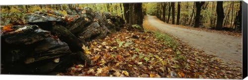 Road passing through a forest, White Mountains, Canvas Art Size 27 X 9