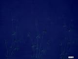 BAMBOO SARONG BLUE