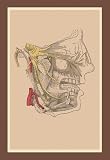 Buyenlarge - Cranial Nerves 12x18 Giclee on canvas
