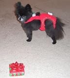 Joybies Festive Christmas Piddle Pants(tm) for XX Small Female Dog (Measuring 9'-11 From Collar to Base of Tail)