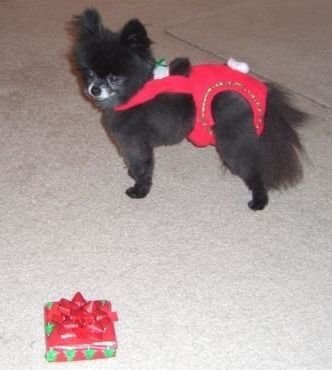 Joybies Festive Christmas Piddle Pants(tm) for X Small Female Dogs (Measuring 11