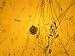 Cephalosporin Species Photomicrograph Photographic Poster Print, 16x12