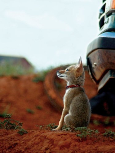 The Daily Coyote: A Story of Love, Survival, and Trust in the Wilds of Wyoming