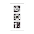 Flower Panel II Poster Print