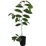 ビリバ　実生苗