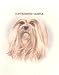 Lhasa Apso - Portrait by Cindy Farmer