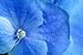 Beauty Blue Flower - 72