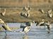 Sandhill Cranes Dance in a Courtship Display on the Platte River Animal Photographic Poster Print, 30x40