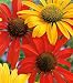 What's for Lunch Echinacea Collection