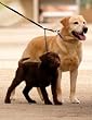 Sporn Double Dog Leash - Two Dog Leash Med- XL, black