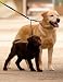 Sporn Double Dog Leash - Two Dog Leash Med- XL, black