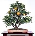 Panama Orange Tree - Calamondin 10 Seeds - Citrus mitis