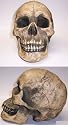 Skull Head DE MORTUIS Ultra Realistic Resin Dead