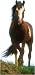 Mustang Horse Life-Size Standup Poster