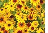 7,700 Gloriosa Daisy Flower Seeds with Free Shipping