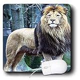 Wild animals - Lion The King - Mouse Pads