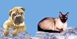 AIRBRUSHED LICENSE PLATES -SHARPEI & CAT License Plate- #538