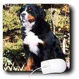 Dogs Bernese Mountain Dog - Bernese Mountain Dog - Mouse Pads