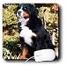 Dogs Bernese Mountain Dog - Bernese Mountain Dog - Mouse Pads