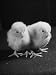 Baby Chicks Being Used For Experiments in Sex Hormones Photographic Poster Print