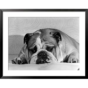 Bruce the Old English Bulldog Not Feeling His Best, November 1978 Photography Framed Art Poster Print by Mirrorpix, 39x31