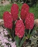 Hyacinth Hollyhock 16-17 cm. 50 pack