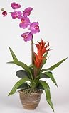 Single Star Bromeliad / Orchid Combo Silk Orchid Plant Color - Orchid - B001DQB4JQ