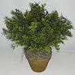 16" INDOOR / OUTDOOR Boxwood (purple) Plant