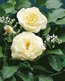 Produkt-Bild: Strauchrose 'White Gold' -R- im 4 L Container