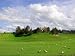 Sheep Grazing on Grassy Hill Along Highway 101, King City, California, USA Photograph...