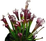 1 Carnivorous Danas Delight Pitcher Plant - SALE*