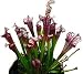 1 Carnivorous Dana's Delight Pitcher Plant - SALE*