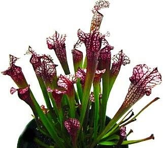 Carnivorous Dana's Delight Pitcher Plant - Sarracenia 