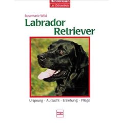 Labrador-Retriever