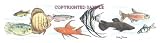 Tropical Fish - Drawing by Cindy Farmer
