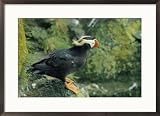 A tufted puffin in its summer breeding plumage Framed Art Print by Joel Sartore, 29